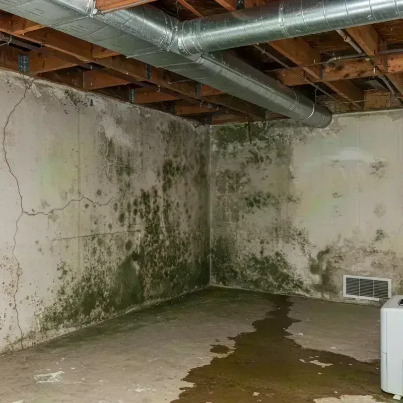 Professional Mold Removal in Pine Lawn, MO